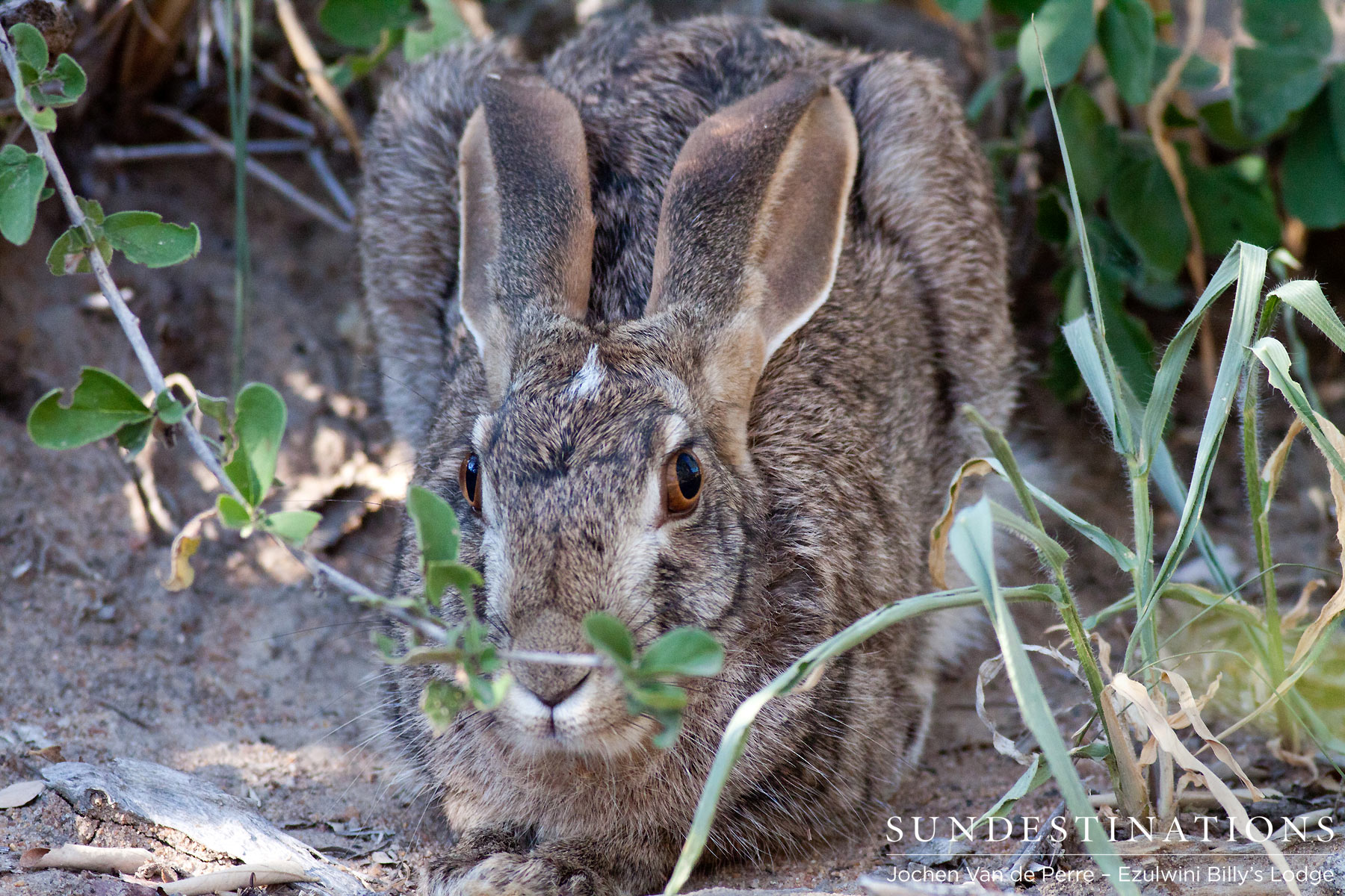 Scrub Hare in Balule Scrub Hare in Balule