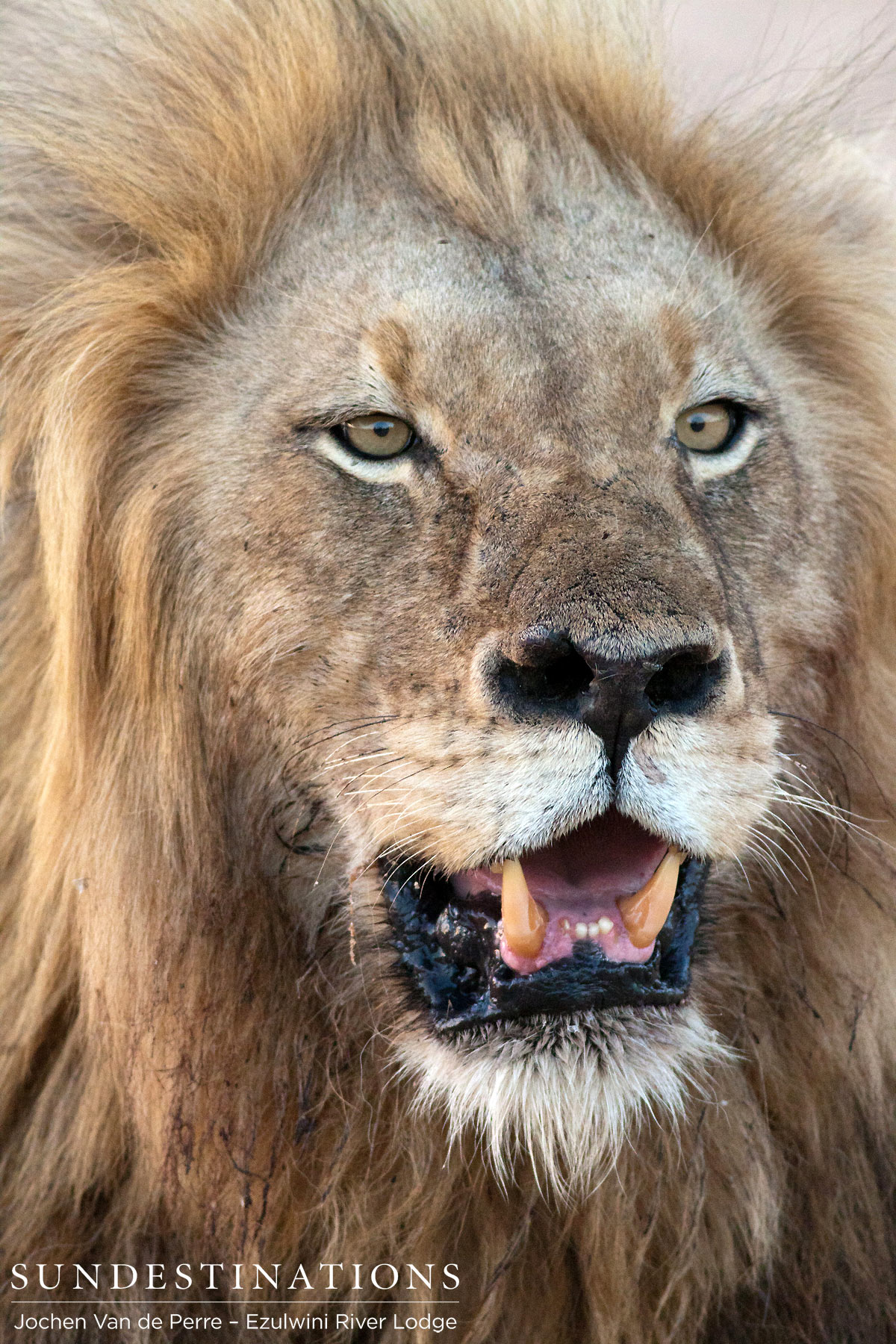 Duma Male Lion Duma Male Lion