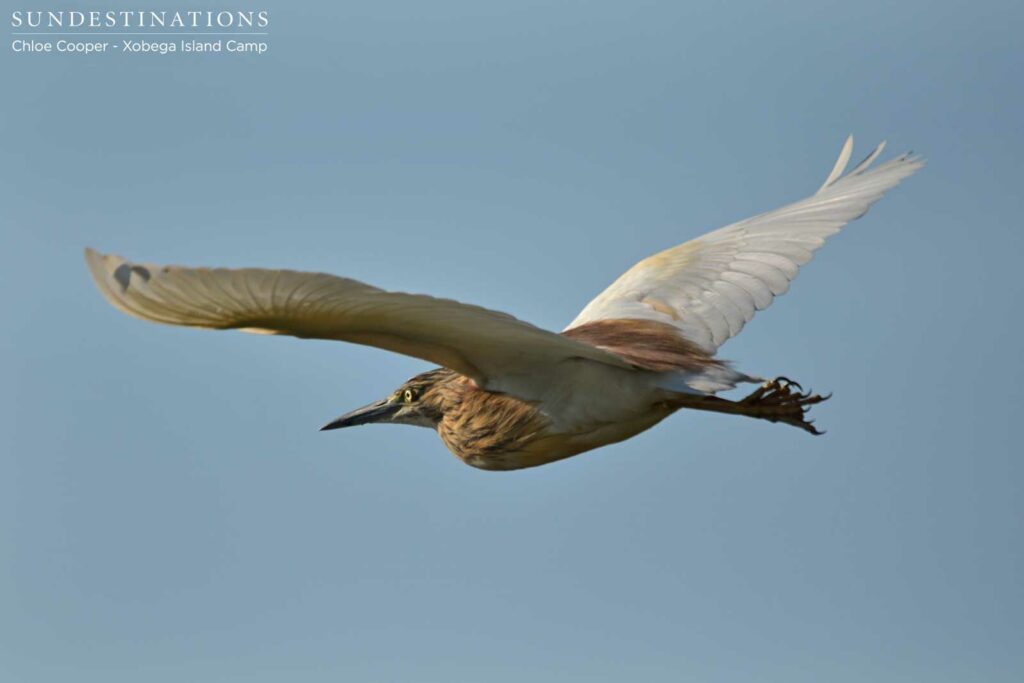 Squacco heron in flight Squacco heron in flight