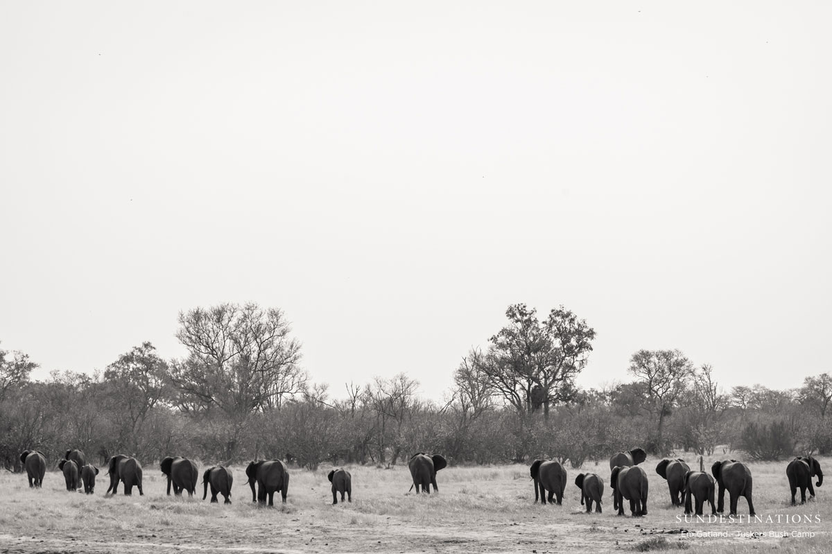 Tuskers Elephants Tuskers Elephants