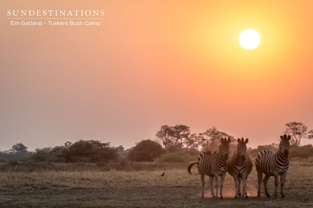 Tuskers Zebra Tuskers Zebra