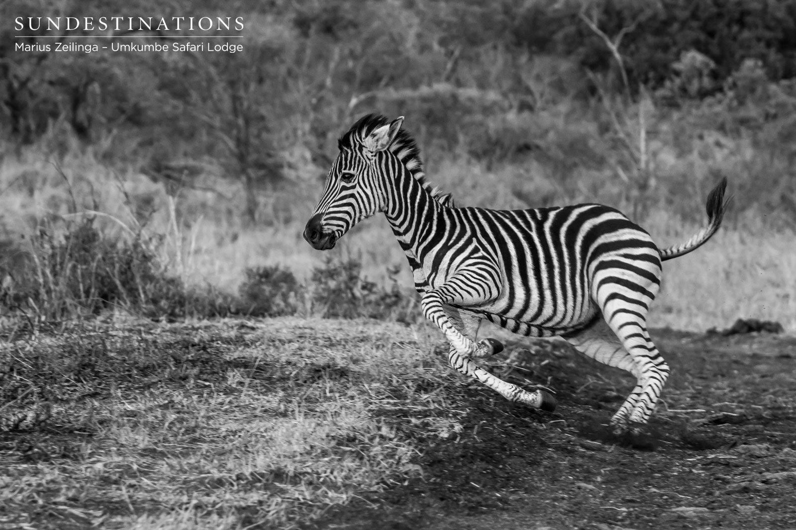 Umkumbe Zebra Foal Umkumbe Zebra Foal