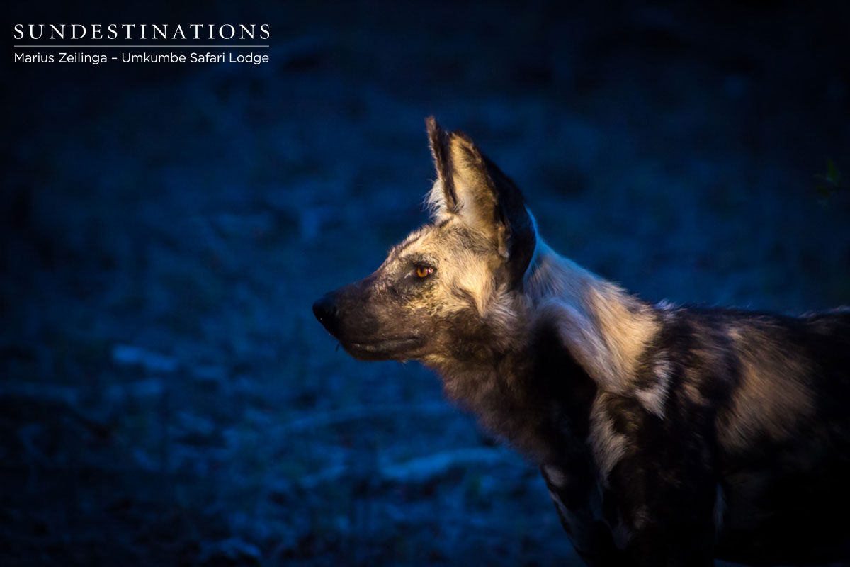 African Wild Dog African Wild Dog