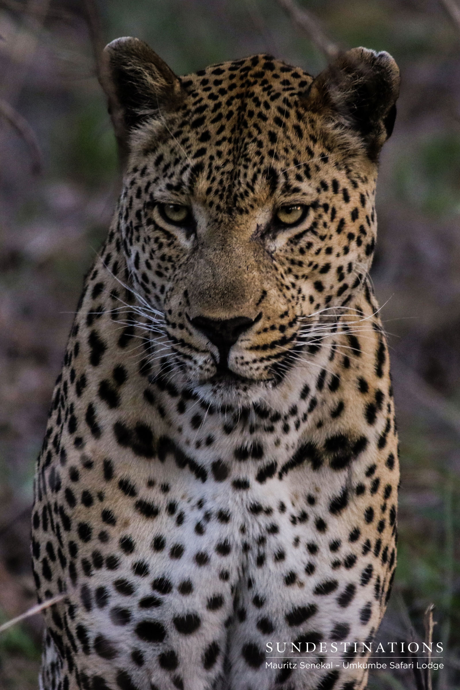 Mxabene Leopard Mxabene Leopard