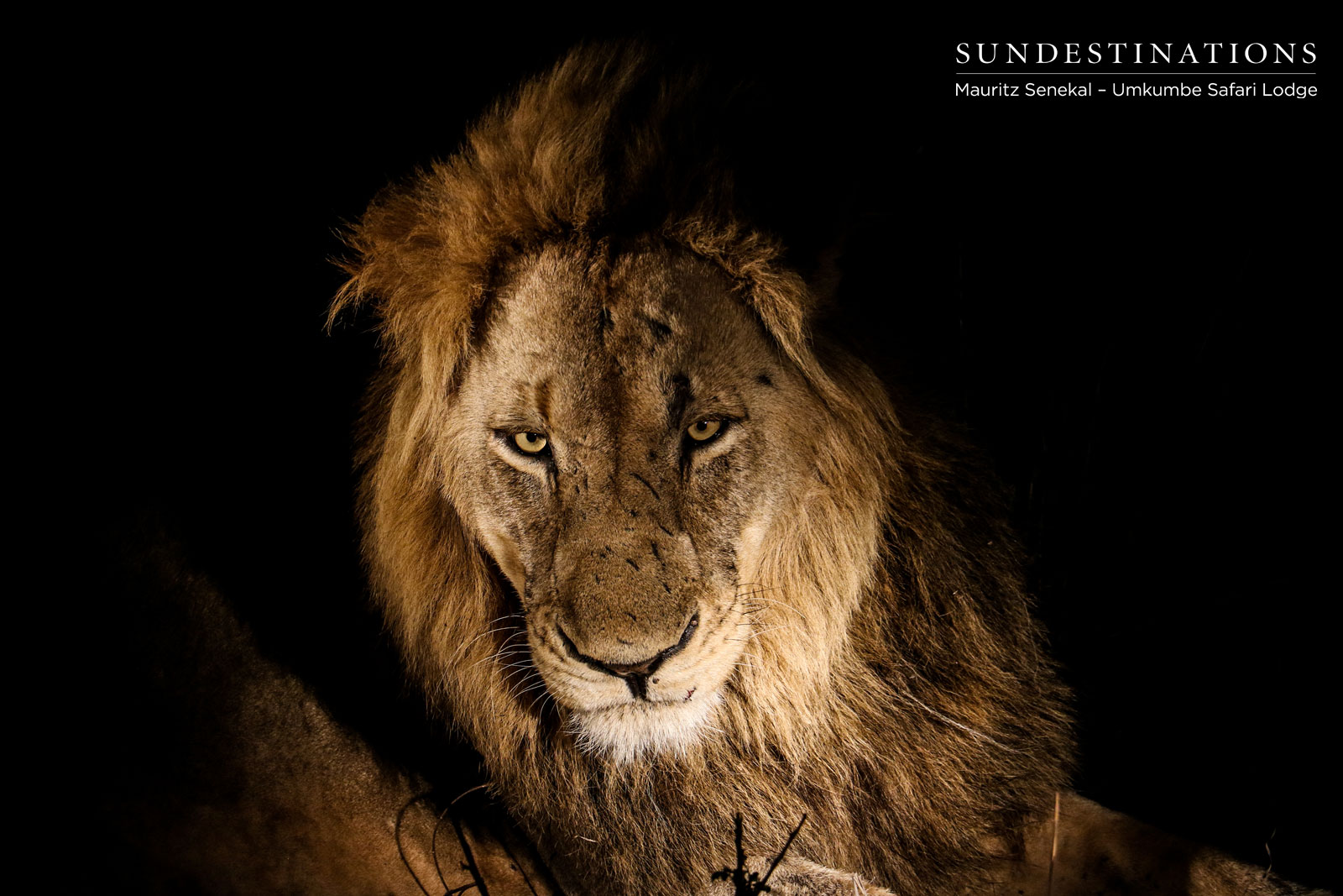 Charleston Male Lion Charleston Male Lion