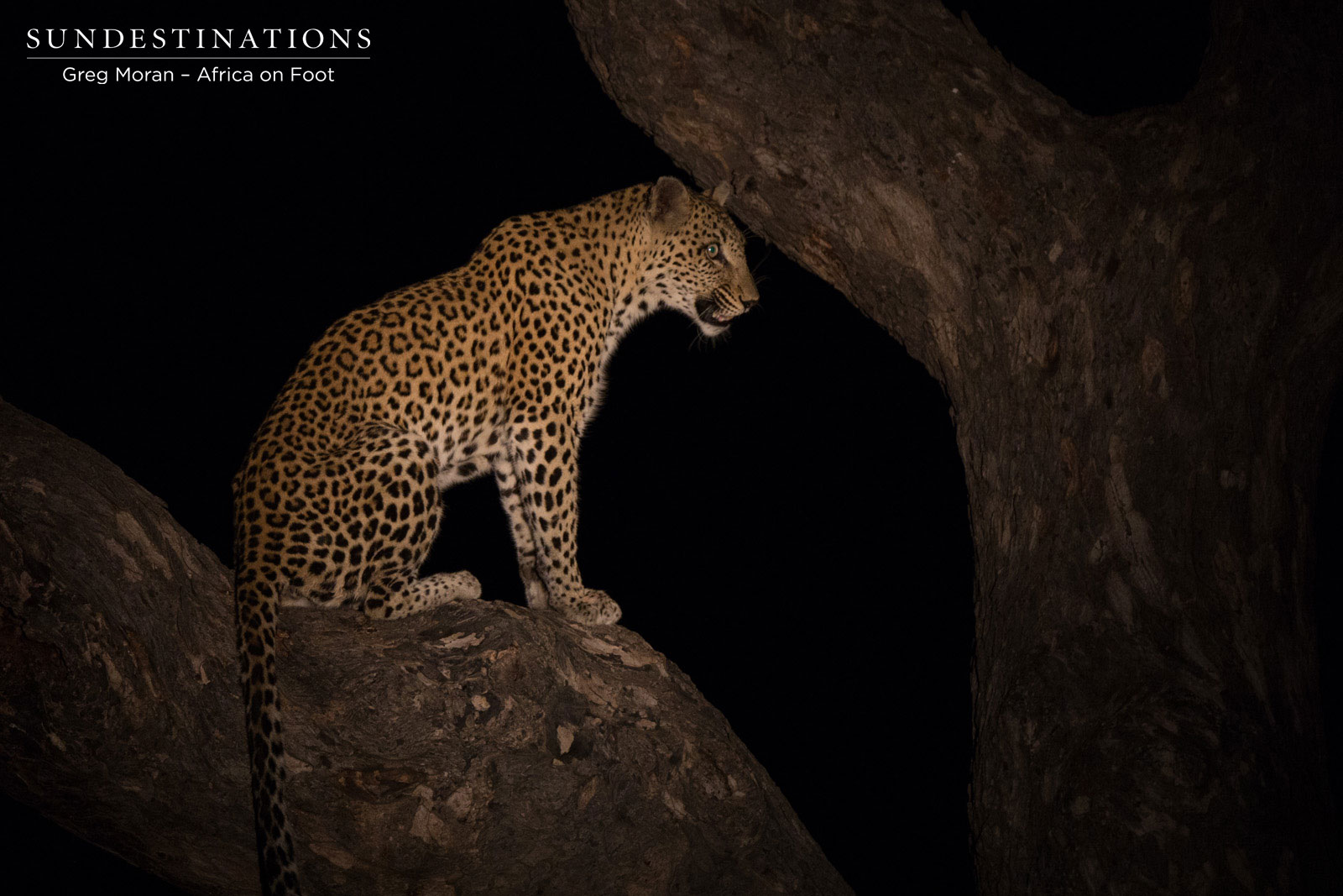 Africa on Foot Leopard Africa on Foot Leopard