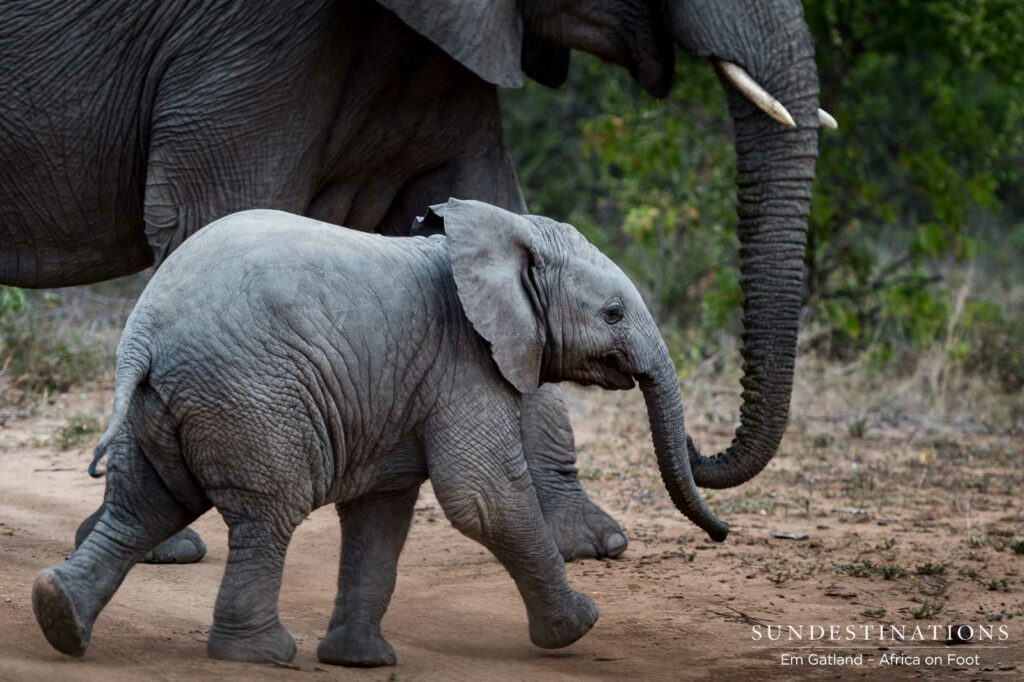 Baby elephant rushes across the open area at an adorable trot Baby elephant rushes across the open area at an adorable trot