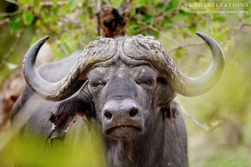 Getting eyeballed by a dagha boy in the Delta Getting eyeballed by a dagha boy in the Delta