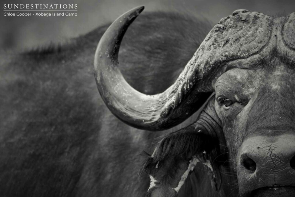 The ominous stare of a buffalo bull The ominous stare of a buffalo bull