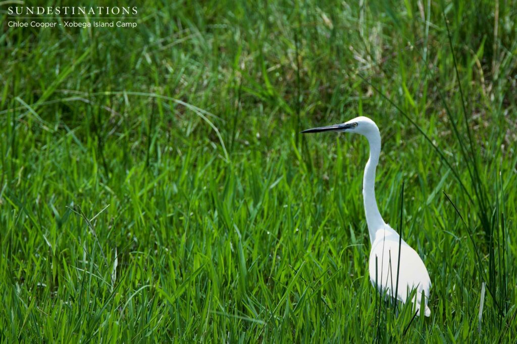 Egret in the Delta grass Egret in the Delta grass
