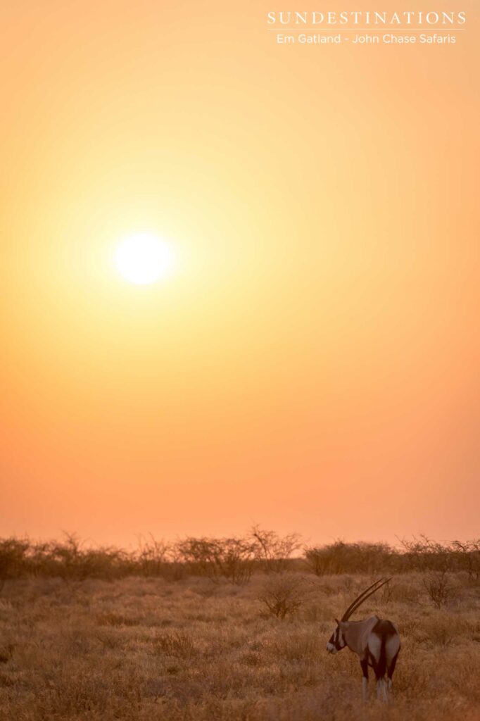 The iconic Kalahari gemsbok, or oryx, posing in the glowing sunset in Deception Valley as guests enjoy the view The iconic Kalahari gemsbok, or oryx, posing in the glowing sunset in Deception Valley as guests enjoy the view