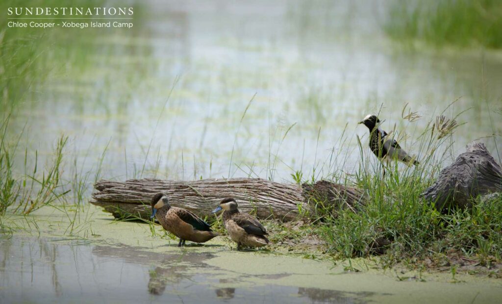 Hottentot teals and blacksmith lapwings Hottentot teals and blacksmith lapwings