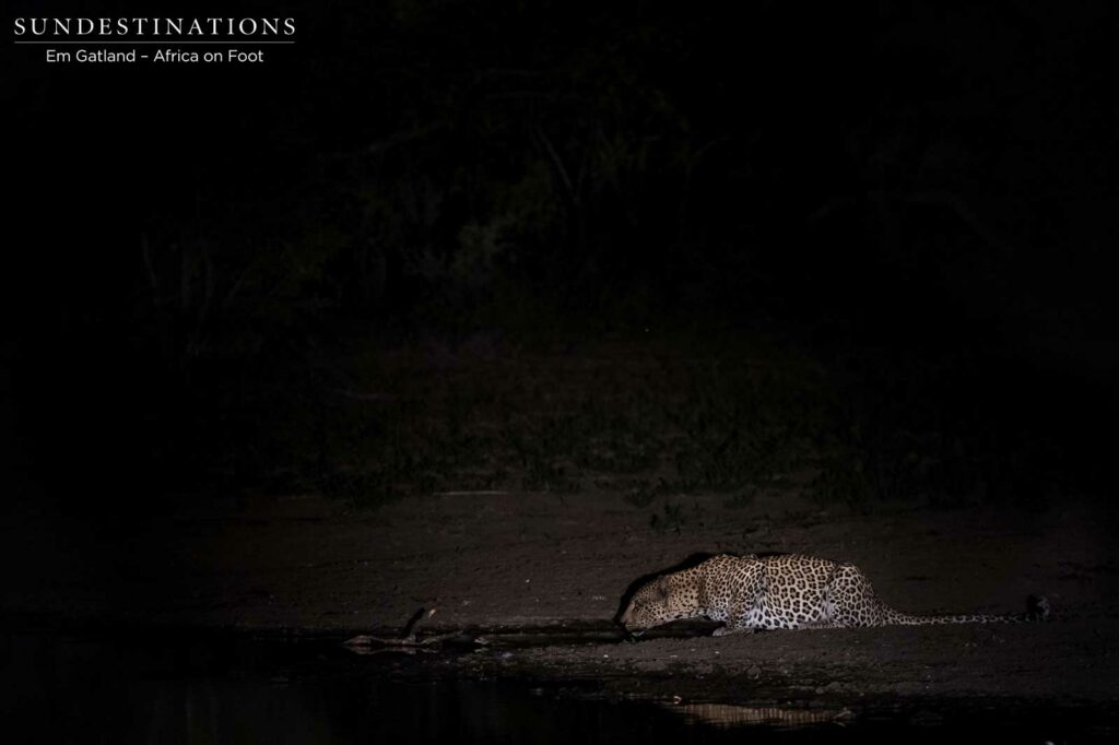 A leopard stops to drink at a pan after feasting on an impala kill in the Klaserie A leopard stops to drink at a pan after feasting on an impala kill in the Klaserie
