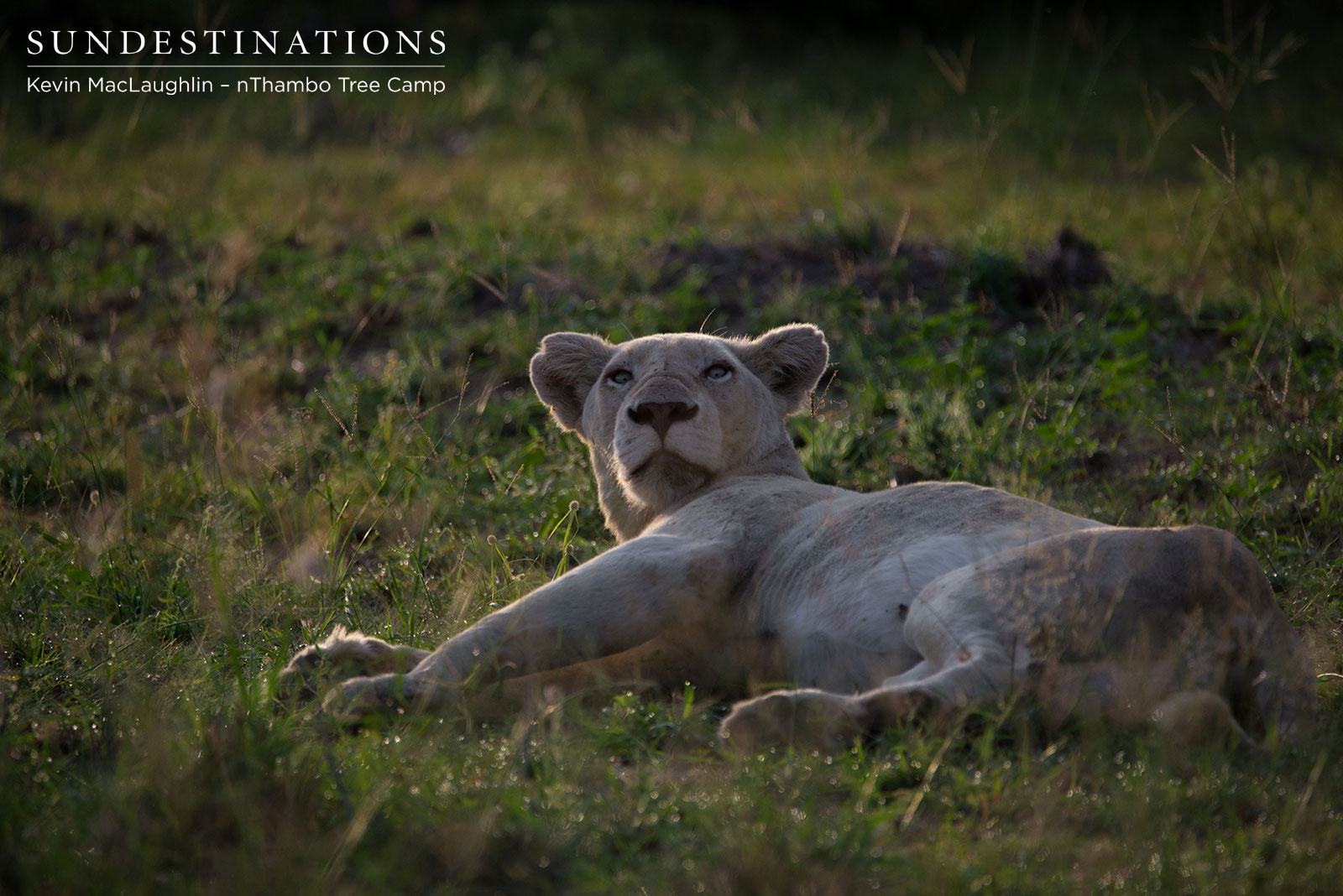 White Lioness White Lioness