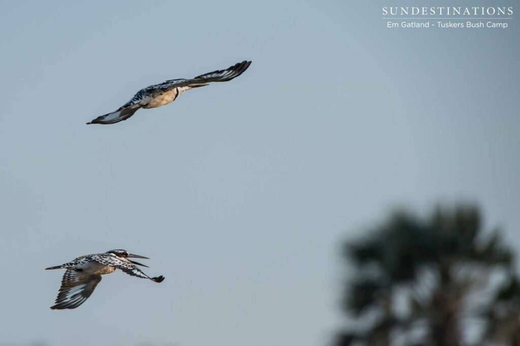 Pied kingfishers take flight above a waterhole Pied kingfishers take flight above a waterhole