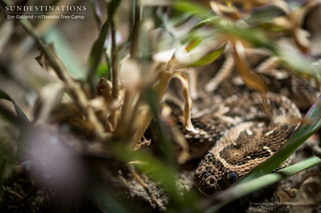 A puff adder camouflages itself in the grass showing us to keep our eyes peeled! A puff adder camouflages itself in the grass showing us to keep our eyes peeled!