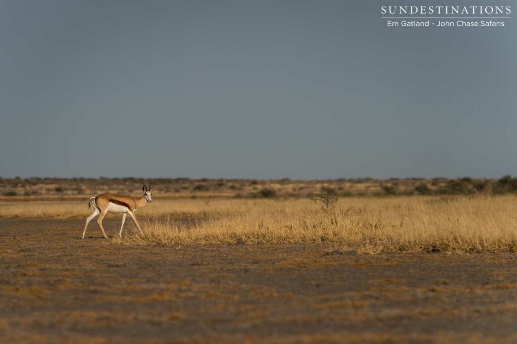 The springbok antelope, named for its incredible ability to jump and stot. The springbok antelope, named for its incredible ability to jump and stot.