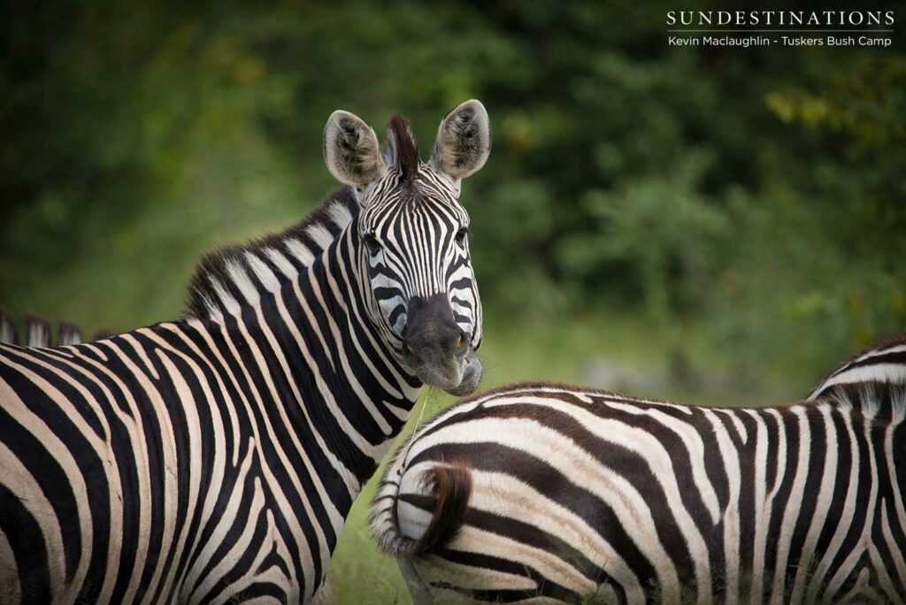 Zebra looking monochromatically beautiful among the greenery Zebra looking monochromatically beautiful among the greenery