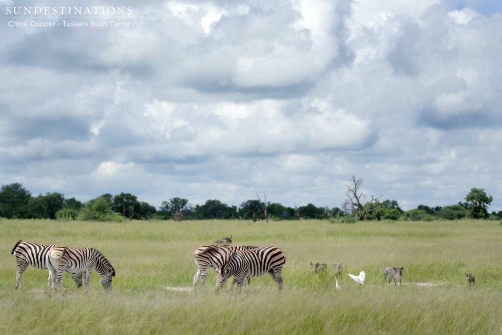 Zebra and warthog graze side by side in an open area Zebra and warthog graze side by side in an open area