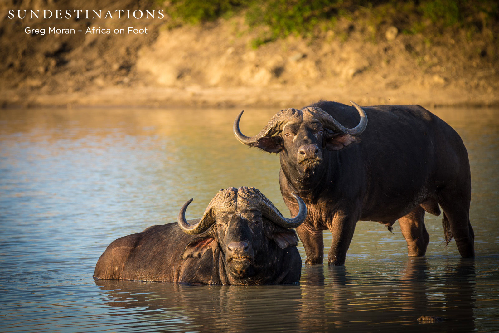 Africa On Foot Buffalo Africa On Foot Buffalo