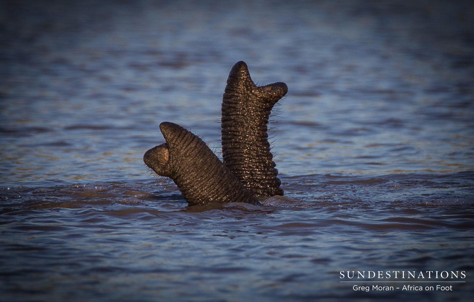 Africa On Foot Trunks Africa On Foot Trunks
