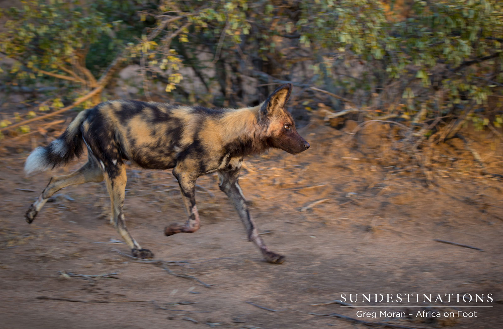 Africa On Foot Wild Dog Africa On Foot Wild Dog