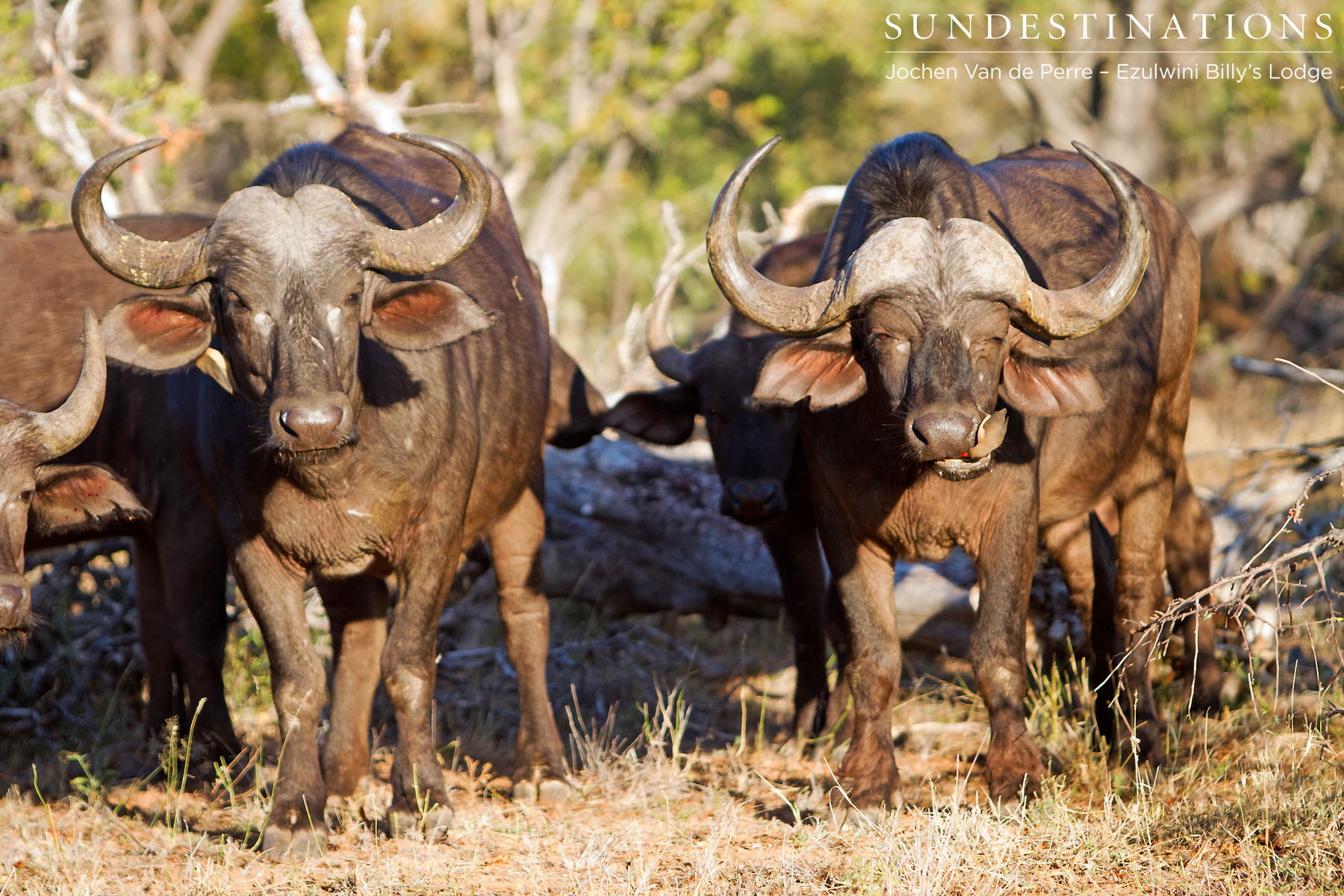 Ezulwini Buffalo Ezulwini Buffalo