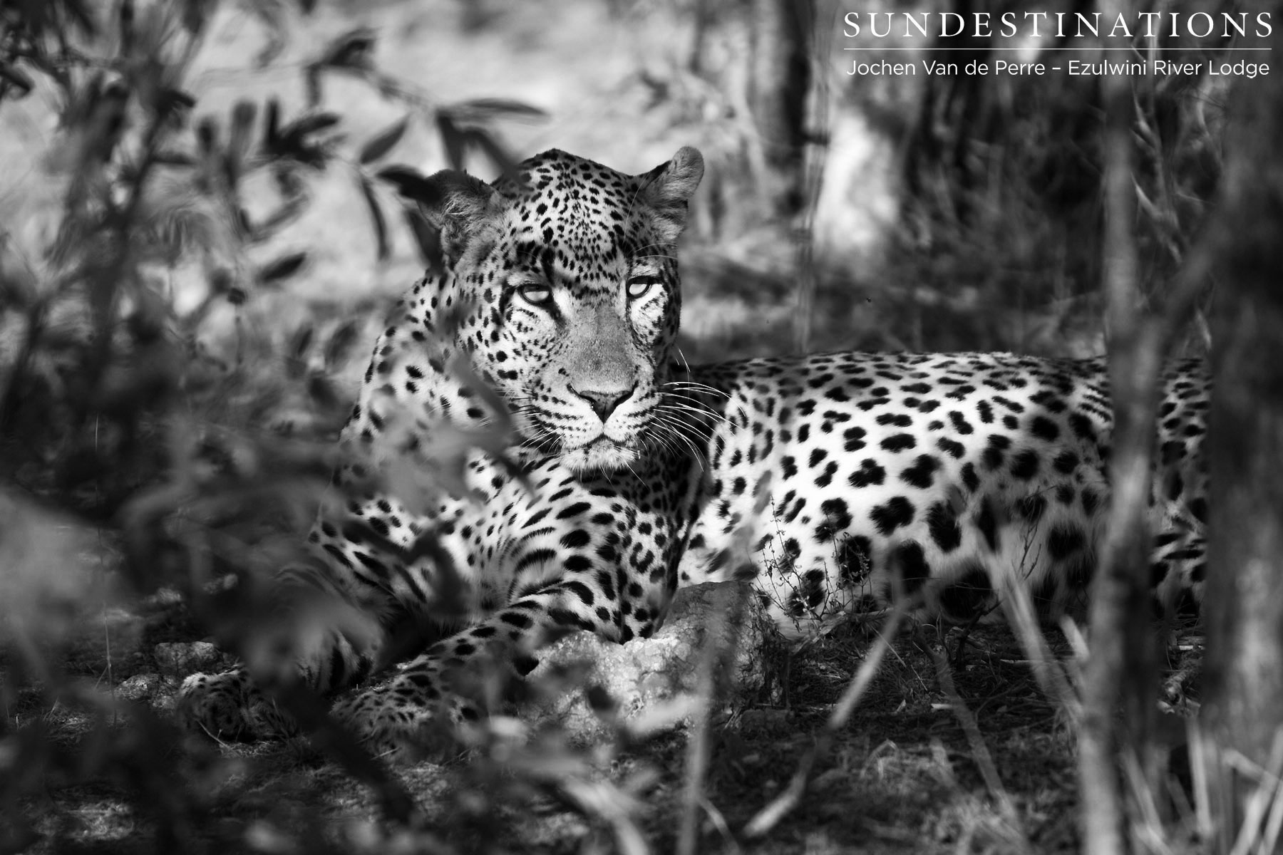 Balule Leopard Balule Leopard