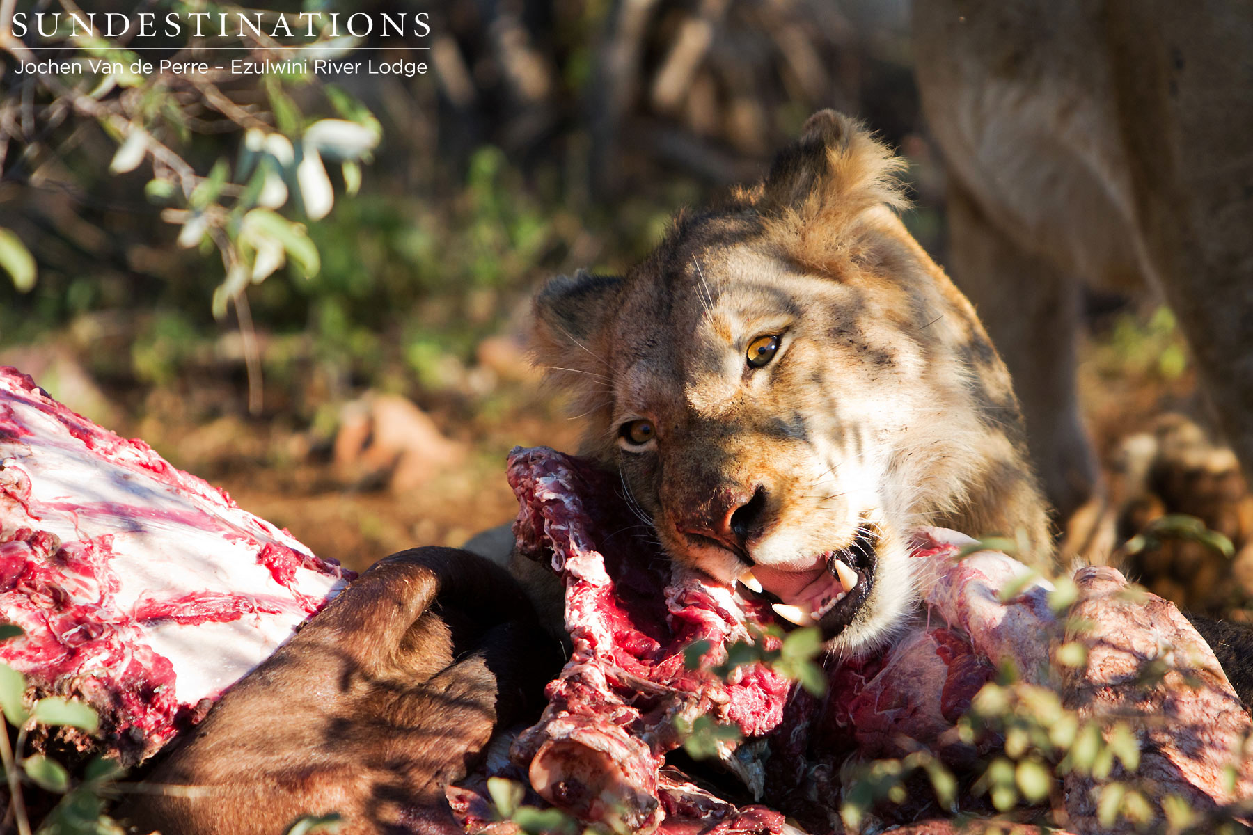 Mohlabetsi Lion Pride Mohlabetsi Lion Pride