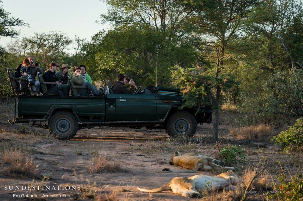 Guests in the game viewer watching the Ross Breakaway lionesses Guests in the game viewer watching the Ross Breakaway lionesses