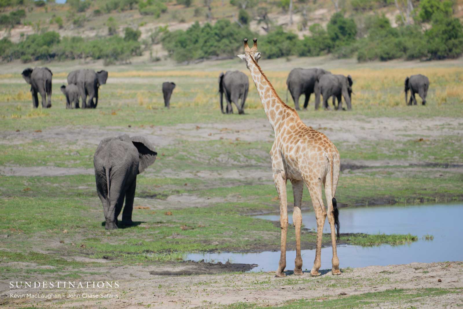 Elephant and Giraffe Elephant and Giraffe
