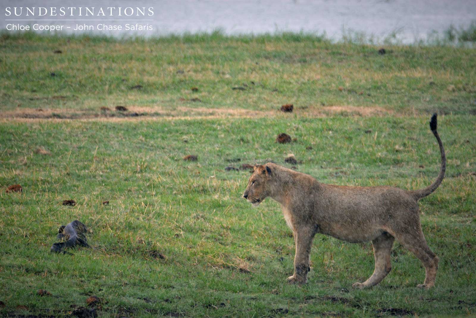 Lion with Water Monitor Lion with Water Monitor