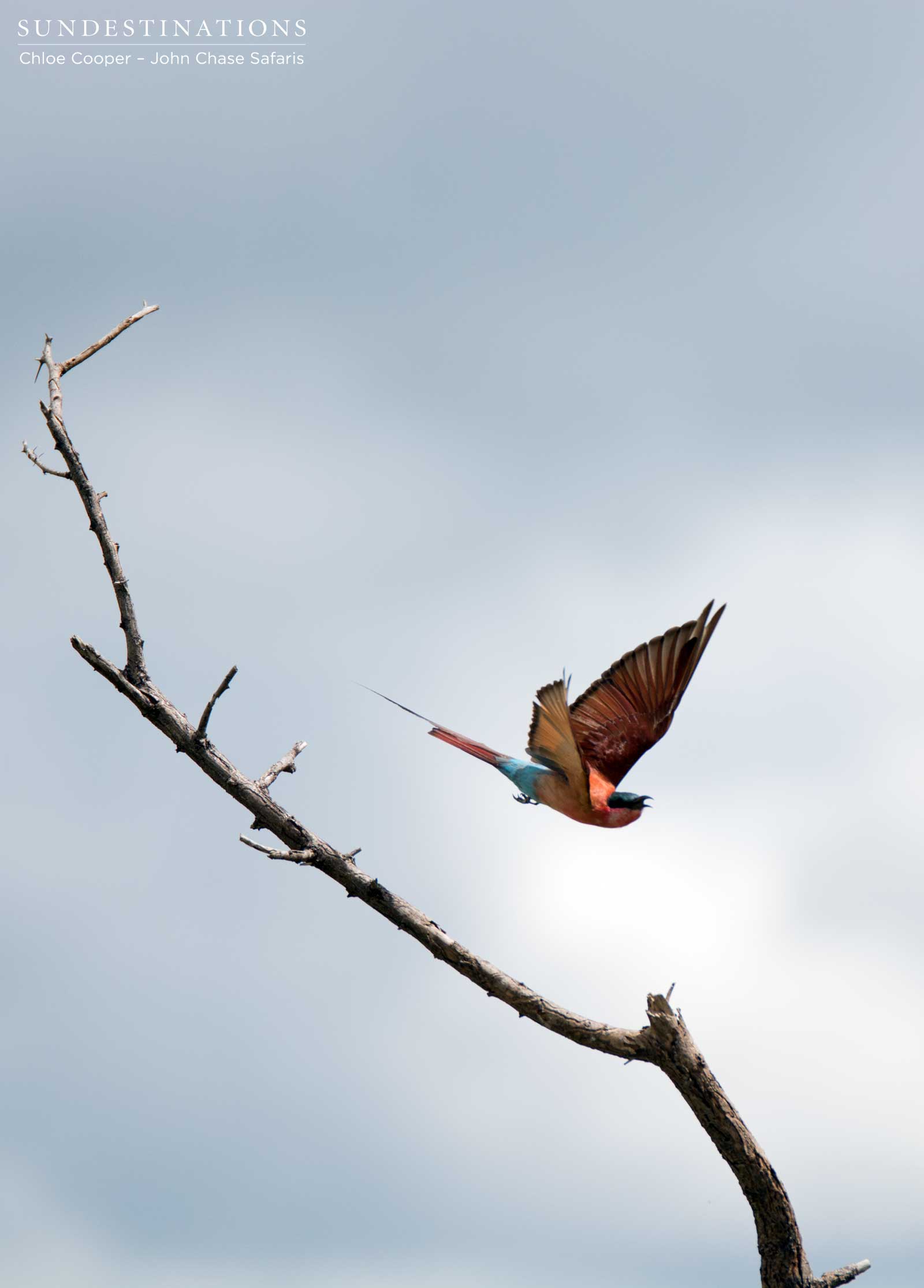 Carmine bee-eater Carmine bee-eater