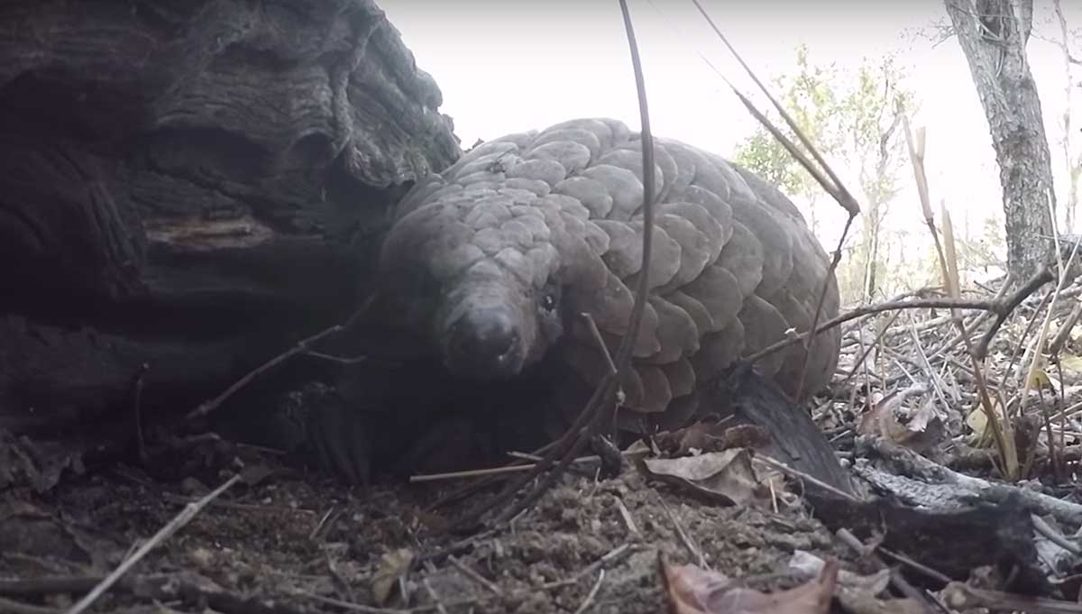 Pangolin Face Marius Pangolin Face Marius
