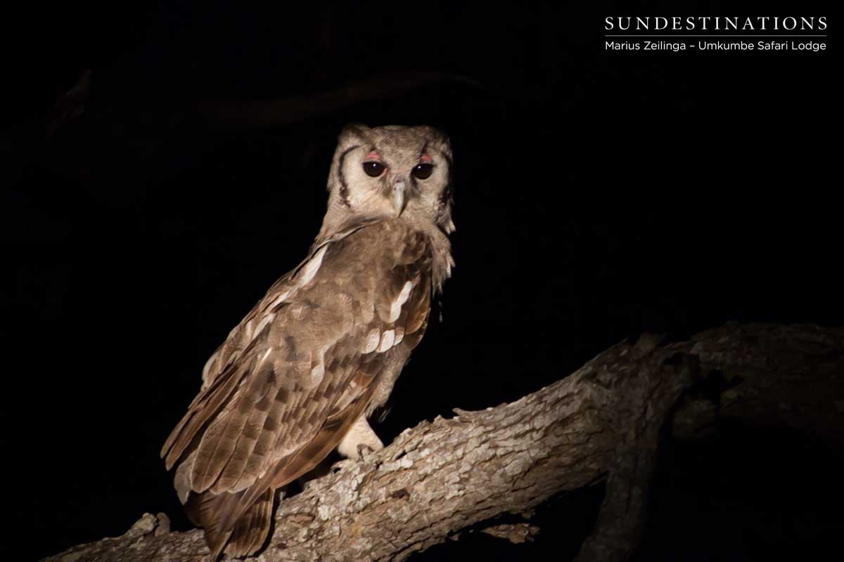Umkumbe Eagle Owl Umkumbe Eagle Owl
