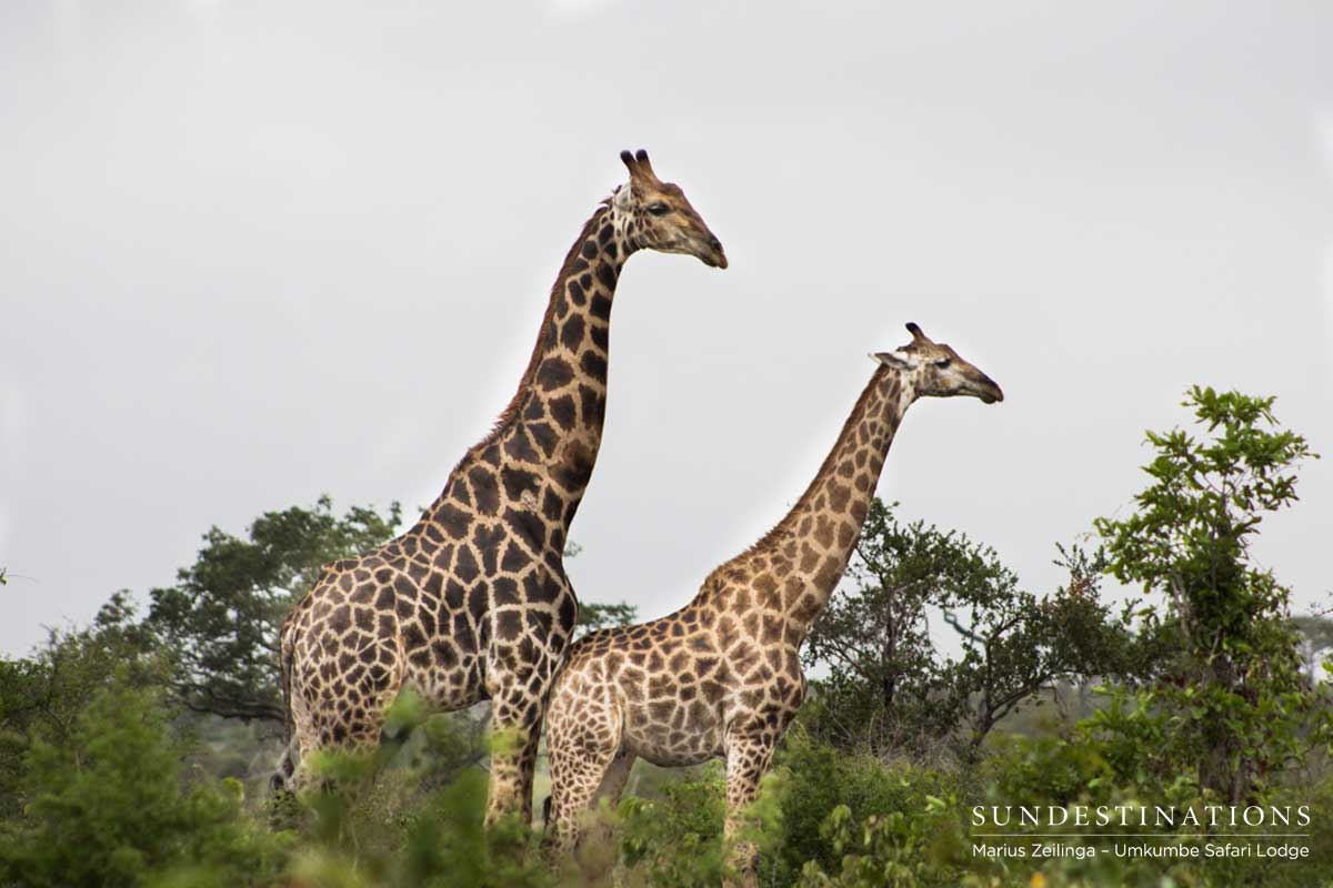 Umkumbe Giraffe Umkumbe Giraffe