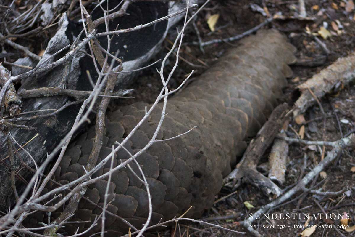Umkumbe Pangolin Umkumbe Pangolin