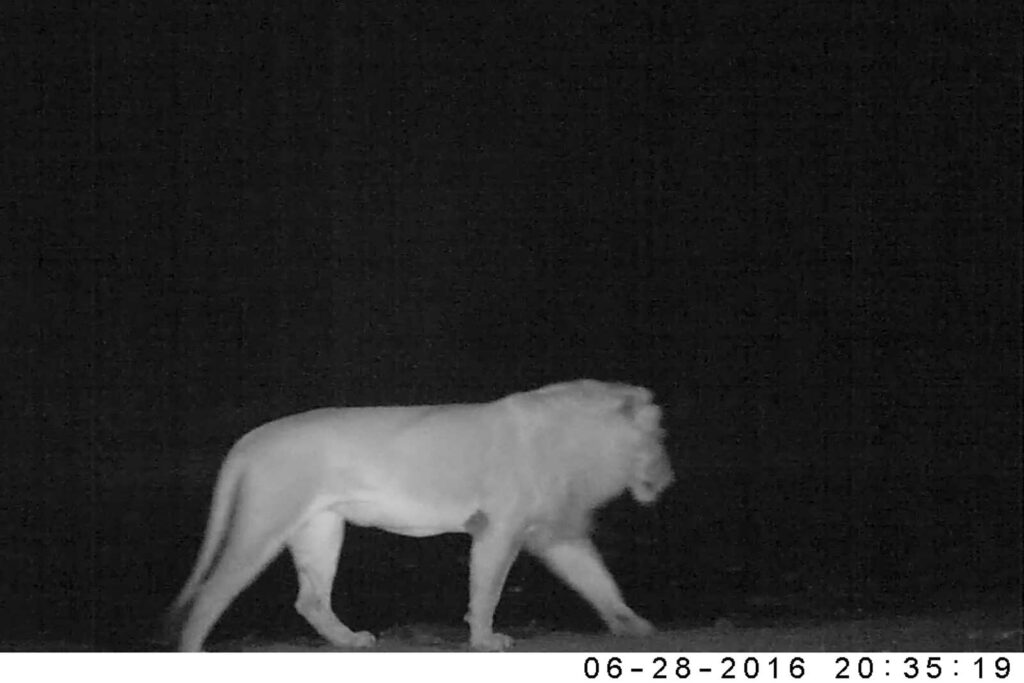 Younger Mapoza male turns to leave and follow his Mapoza brother into the darkness Younger Mapoza male turns to leave and follow his Mapoza brother into the darkness