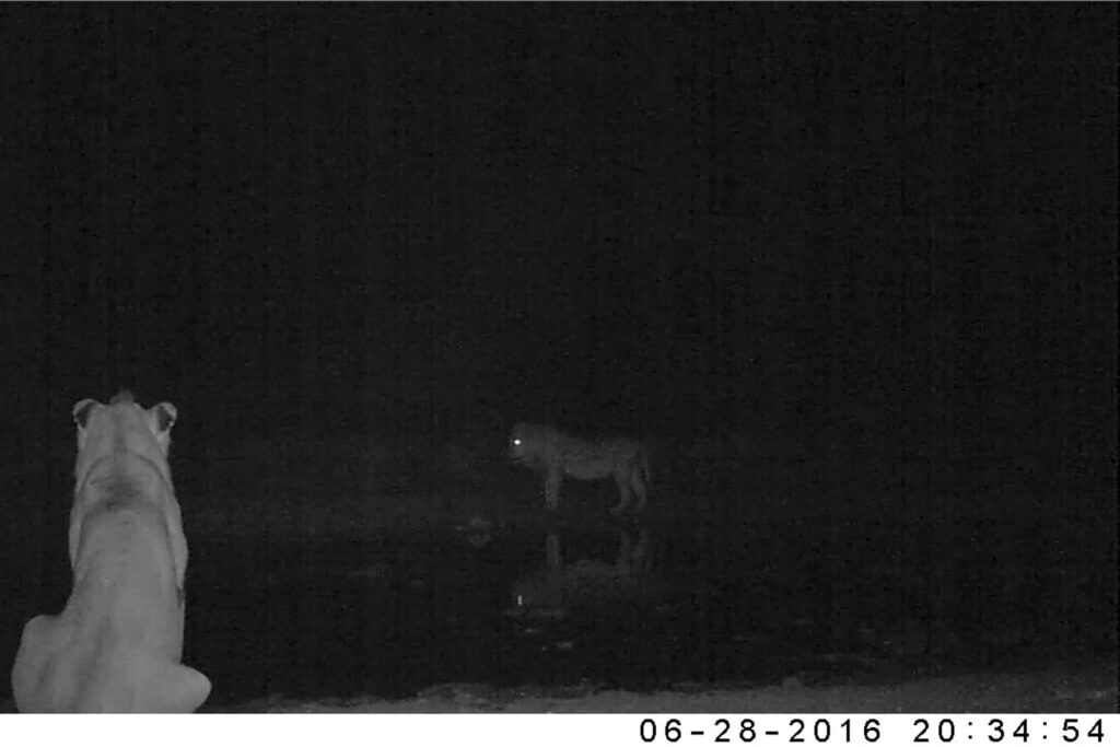 Once the bigger male moves off, the younger one watches and waits before following him Once the bigger male moves off, the younger one watches and waits before following him