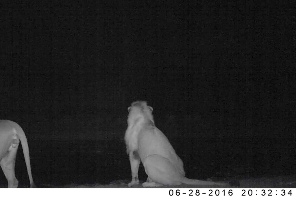 Both Mapoza lions drink and pause, looking into the darkness Both Mapoza lions drink and pause, looking into the darkness