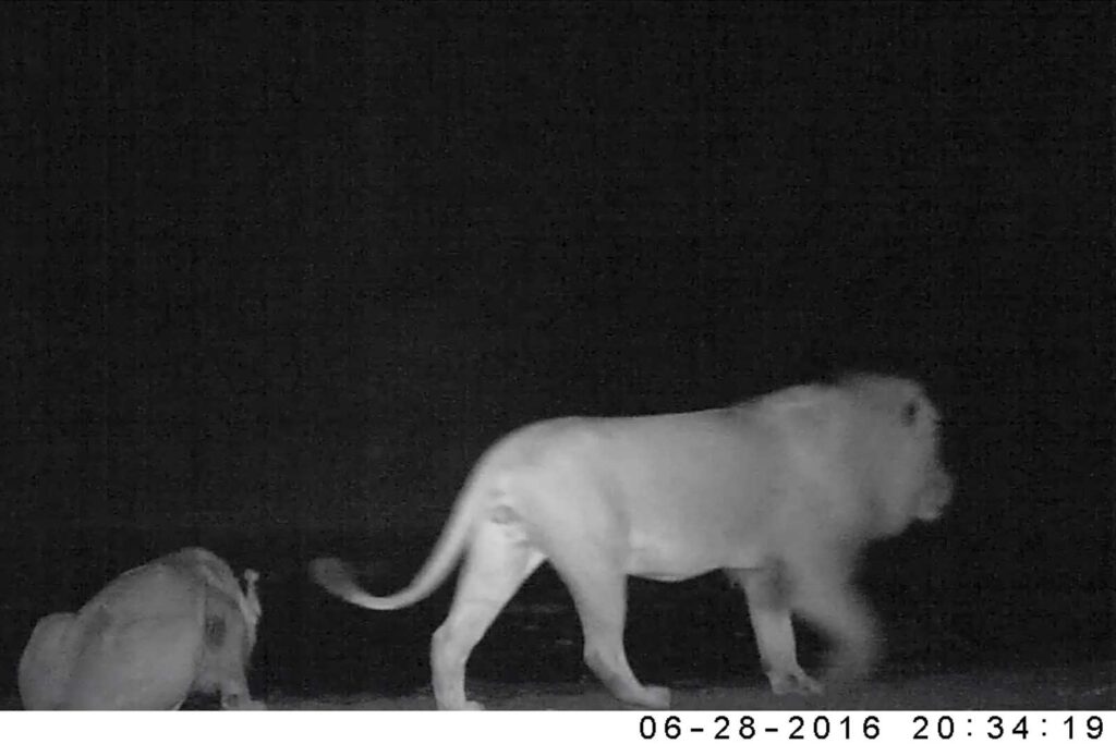 After witnessing the typical dominance display, we see the older male cross the frame and stop on the other side of the pan After witnessing the typical dominance display, we see the older male cross the frame and stop on the other side of the pan