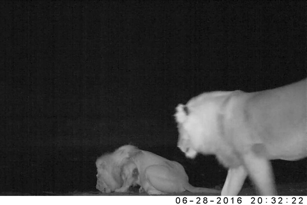 Second, younger, male joins his brother at the pan Second, younger, male joins his brother at the pan