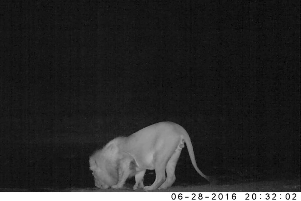 Bigger male arrives to drink Bigger male arrives to drink