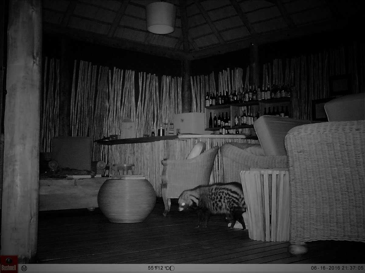 Civet on Camera Trap Civet on Camera Trap