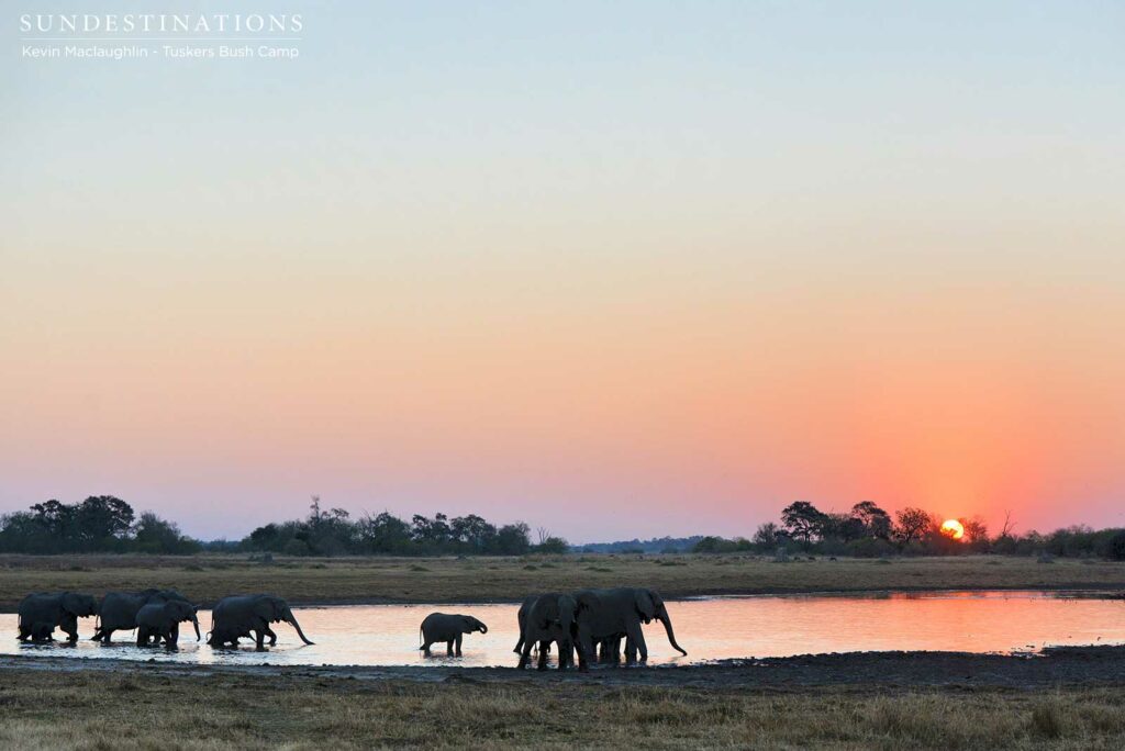 A herd of elephants gather at sunset to drink at a pan in the Tuskers concession on the eastern edge of Moremi Game Reserve A herd of elephants gather at sunset to drink at a pan in the Tuskers concession on the eastern edge of Moremi Game Reserve