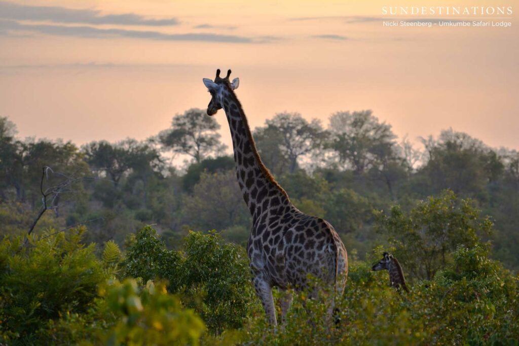 A mother giraffe leads its newborn through the thicket and into the blossoming sunset A mother giraffe leads its newborn through the thicket and into the blossoming sunset