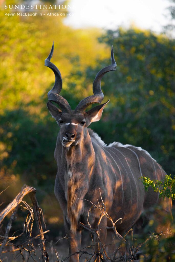 Antelope royalty: a male kudu makes eye contact with us as we admire him against a backdrop of rare greenery Antelope royalty: a male kudu makes eye contact with us as we admire him against a backdrop of rare greenery