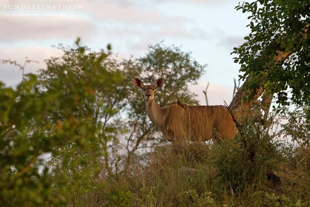 A female kudu pauses shyly as she is exposed and vulnerable on the height of a termite mound A female kudu pauses shyly as she is exposed and vulnerable on the height of a termite mound