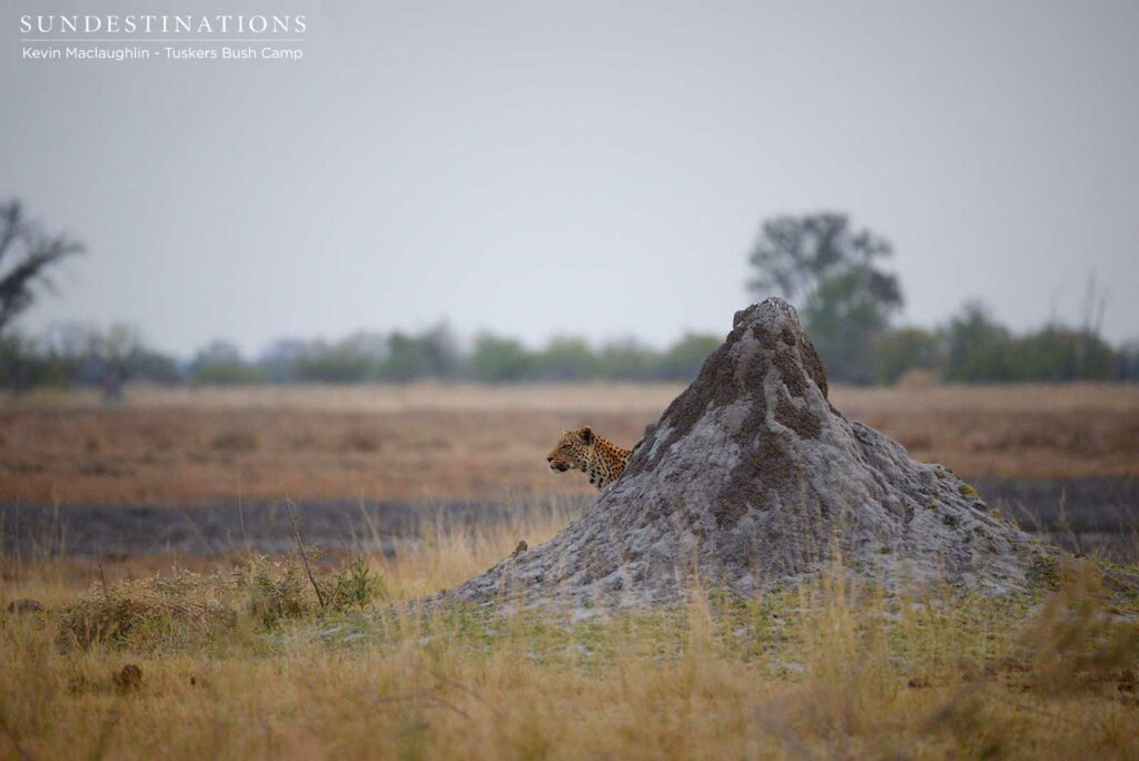 A leopard emerges from its hiding place behind a termite mound in Moremi Game Reserve A leopard emerges from its hiding place behind a termite mound in Moremi Game Reserve