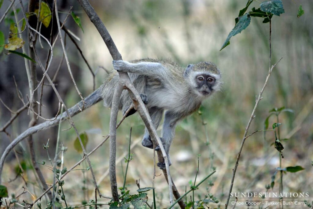 A young vervet monkey freezes before it leaps into the safety of a tree once it is spotted foraging in the fallen brown winter leaves A young vervet monkey freezes before it leaps into the safety of a tree once it is spotted foraging in the fallen brown winter leaves